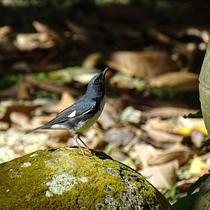 Black-throated blue warbler (Setophaga caerulescens) Wild in Jamaica