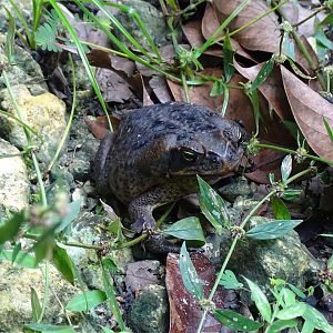 Cane toad (Rhinella marina) Wild in Jamaica