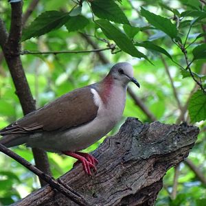 Caribbean dove (Leptotila jamaicensis) Wild in Jamaica