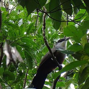 Chestnut-bellied cuckoo (Hyetornis pluvialis) Wild in Jamaica