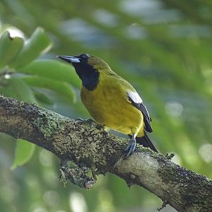 Jamaican oriole (Icterus leucopteryx) Wild in Jamaica