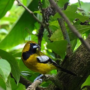 Jamaican oriole (Icterus leucopteryx) Wild in Jamaica