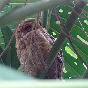 Jamaican owl (Pseudoscops grammicus) Wild in Jamaica