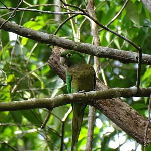 Jamaican Conure (Eupsittula nana) Wild in Jamaica