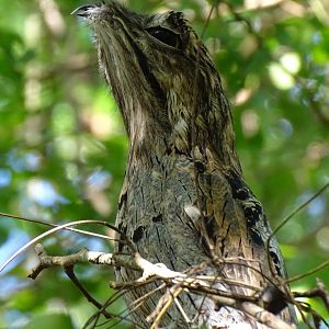 Northern potoo (Nyctibius jamaicensis) Wild in Jamaica