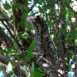 Northern potoo (Nyctibius jamaicensis) Wild in Jamaica