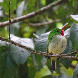 Jamaican tody (Todus todus) Wild in Jamaica