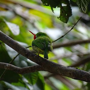 Jamaican tody (Todus todus) Wild in Jamaica