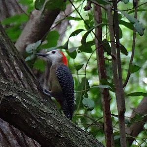Jamican woodpecker (Melanerpes radiolatus) Wild in Jamaica