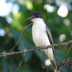 Loggerhead kingbird (Tyrannus caudifasciatus) Wild in Jamaica