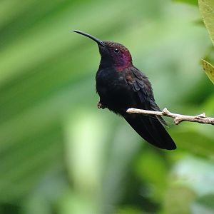 Jamaican mango (Anthracothorax mango) Wild in Jamaica