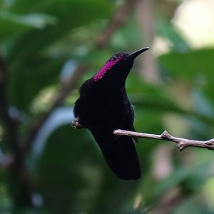 Jamaican mango (Anthracothorax mango) Wild in Jamaica
