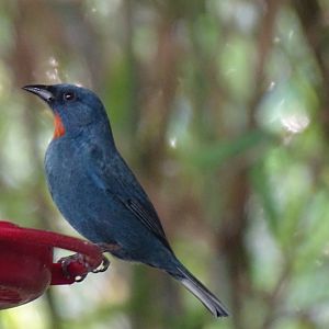 Orangequit (Euneornis campestris) Wild in Jamaica