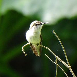 Vervain hummingbird (Mellisuga minima) Wild in Jamaica