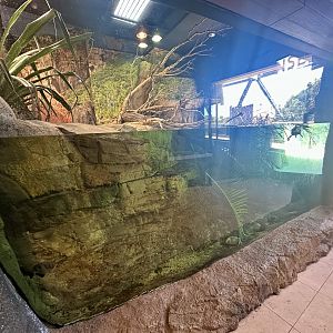 ARC - Merten’s Water Monitor/Mary River Turtle Exhibit