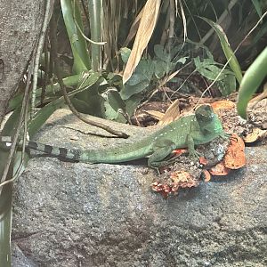 Plumed basilisk (Basiliscus plumifrons)