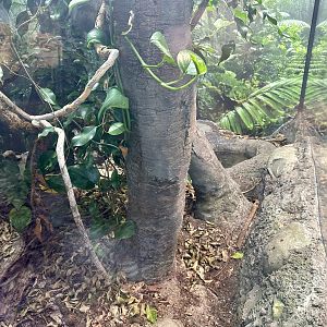 ARC - Central American Eyelash Viper Exhibit