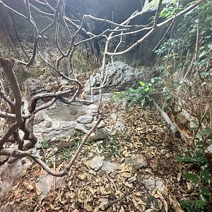 ARC - Veiled Chameleon Exhibit