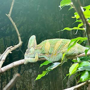 Veiled chameleon (Chamaeleo calyptratus)