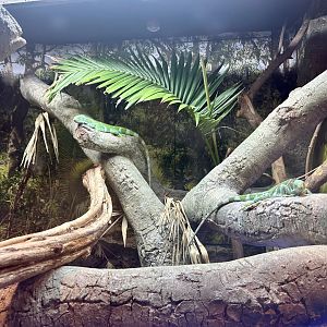 ARC - Fijian Crested Iguana Exhibit