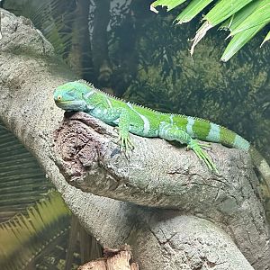 Fijian crested iguana (Brachylophus vitiensis)