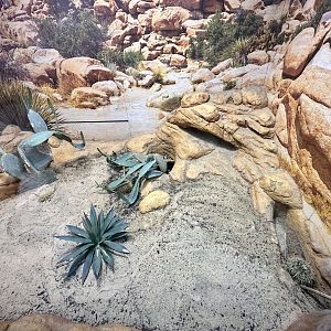 ARC - Gila Monster Exhibit