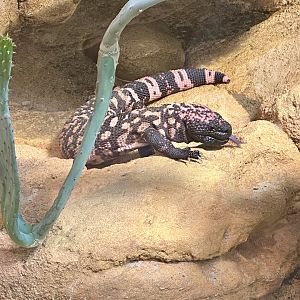 Gila monster (Heloderma suspectum)