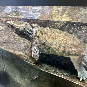 Alligator snapping turtle (Macrochelys temminckii)