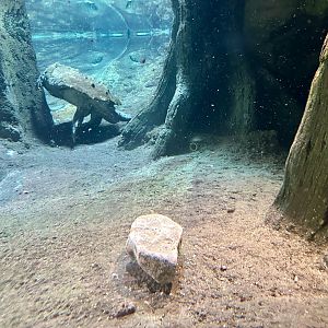 ARC - Alligator Snapping Turtle Exhibit
