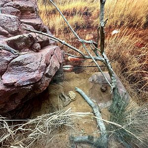 ARC - Red-barred Dragon Exhibit