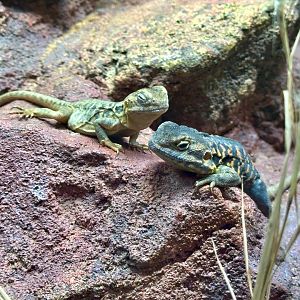 Red-barred dragon (Ctenophorus vadnappa)