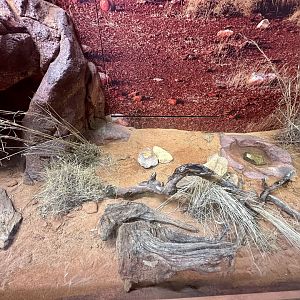 ARC - Rusty Desert Monitor/Eastern Pilbara Spiny-tail Skink Exhibit