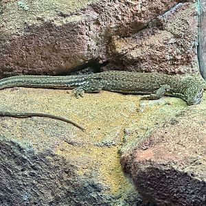 Rusty desert monitor (Varanus eremius)