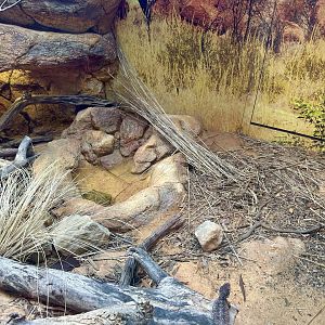 ARC - Central Netted Dragon/Shingleback Lizard Exhibit