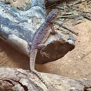 Central netted dragon (Ctenophorus nuchalis)