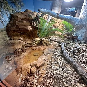 ARC - Black-headed Python Exhibit