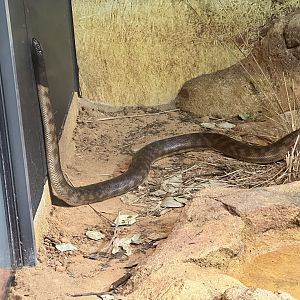 Black-headed python (Aspidites melanocephalus)