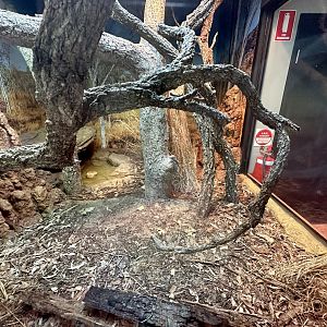 ARC - Frilled Lizard/Eastern Blue Tongue Lizard Exhibit