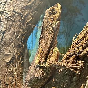 Frilled lizard (Chlamydosaurus kingii)