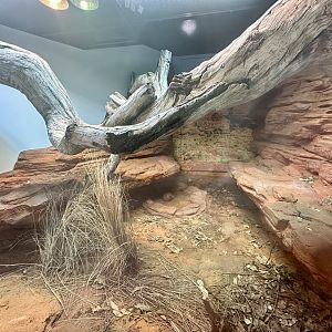 ARC - Centralian Carpet Python/Slater’s Skink Exhibit