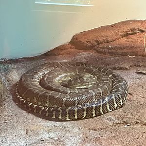 Centralian carpet python (Morelia bredli)