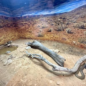 ARC - Inland Taipan Exhibit