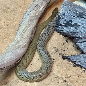 Inland taipan (Oxyuranus microlepidotus)