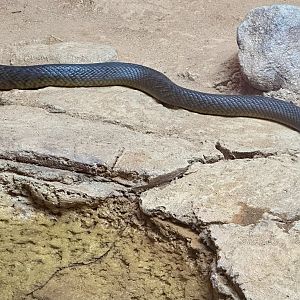 Inland taipan (Oxyuranus microlepidotus)