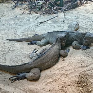 Rhinoceros iguana (Cyclura cornuta)