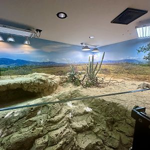 ARC - Rhinoceros Iguana Exhibit