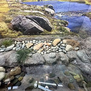 ARC - Booroolong Frog Exhibit