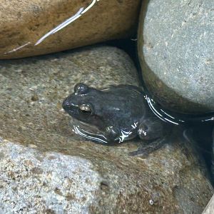 Booroolong frog (Litoria booroolongensis)