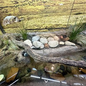 ARC - Yellow-spotted Bell Frog Exhibit