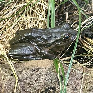 Yellow-spotted bell frog (Litoria castanea)